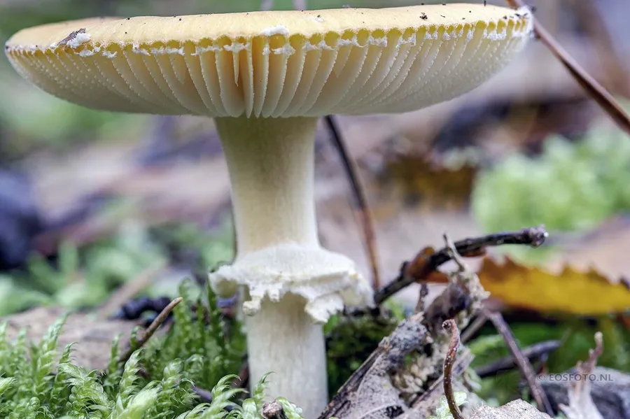 Gros plan d’un champignon clair aux lamelles blanches et à l’anneau retombant autour du pied, parmi la mousse et les feuilles.
