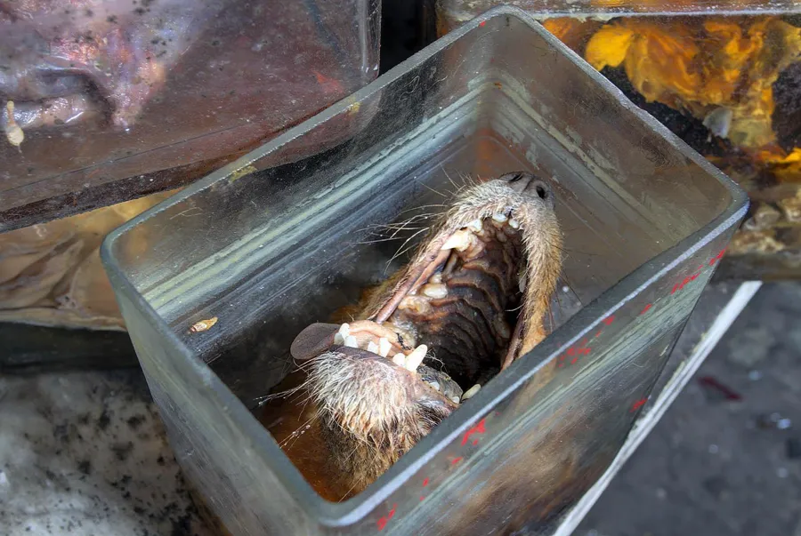 Preserved animal head with open mouth in a rectangular glass container.