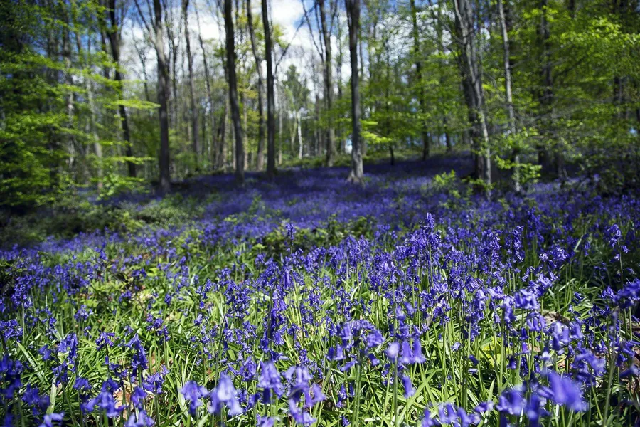 Tiefer Blick knapp über dicht stehende blaue Blüten, mit sonnenbeschienenen grünen Blättern und Baumstämmen im Hintergrund.