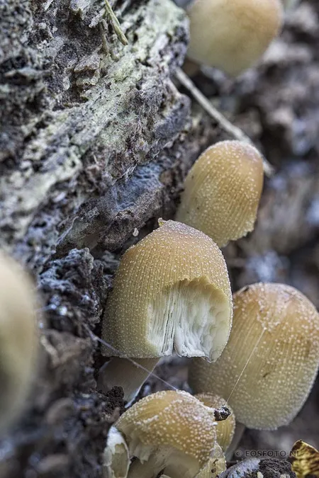 Groupe de champignons beiges ovoïdes aux chapeaux granuleux contre l’écorce rugueuse d’un tronc, dans une composition verticale.