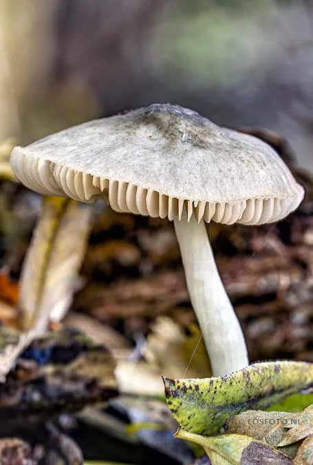 Photo verticale d’un champignon gris-brun au bord du chapeau strié et au long pied clair, parmi la mousse et la litière du bois.