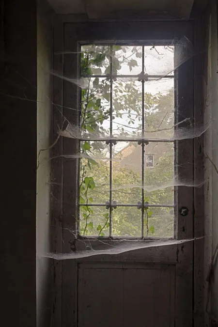 Toiles d'araignée devant la vitre d'une porte en bois