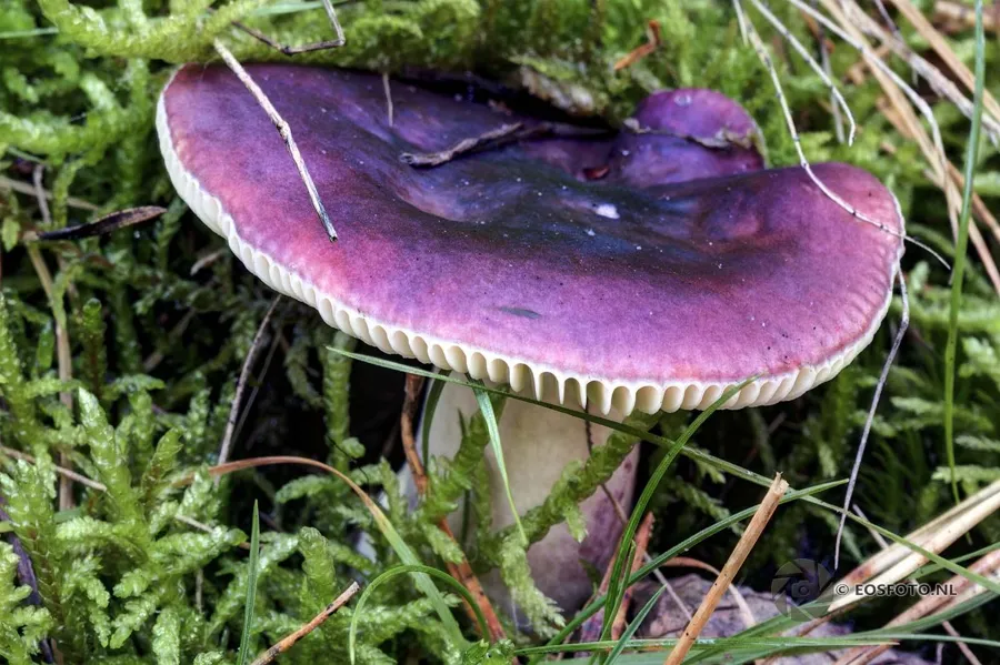 Chapeau de champignon rouge pourpré au centre sombre et creusé, bordé de clair, entouré de mousse et d’aiguilles de pin.