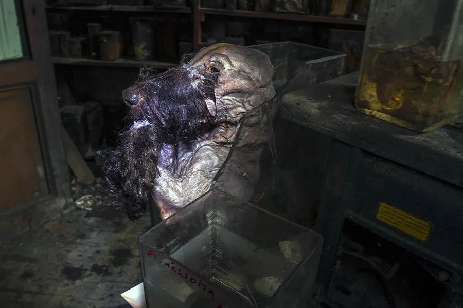 Dark preserved animal head above an open glass container.