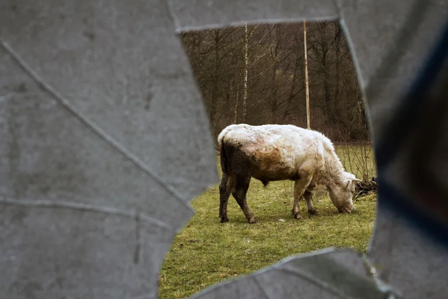 Grasendes Rind durch eine Öffnung in einer zerbrochenen Scheibe gesehen.