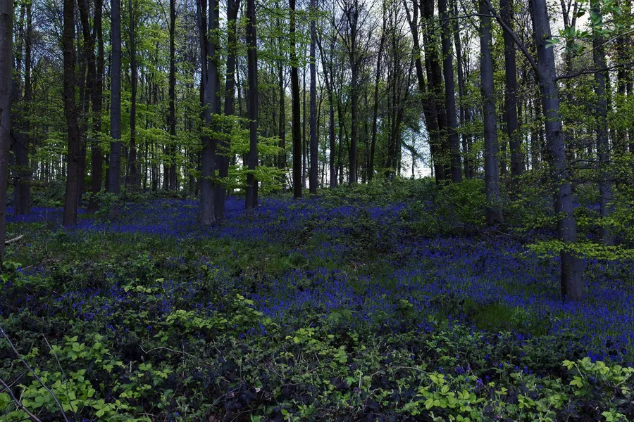 Waldaufnahme im Querformat mit geraden Baumstämmen, niedrigen grünen Pflanzen im Vordergrund und breiten blauen Blütenbändern dahinter.