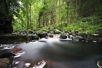 Ein kleiner Wasserfall der Hoëgne fließt zwischen bemoosten Felsen in ein breites Becken, umgeben von frischgrünem Wald.