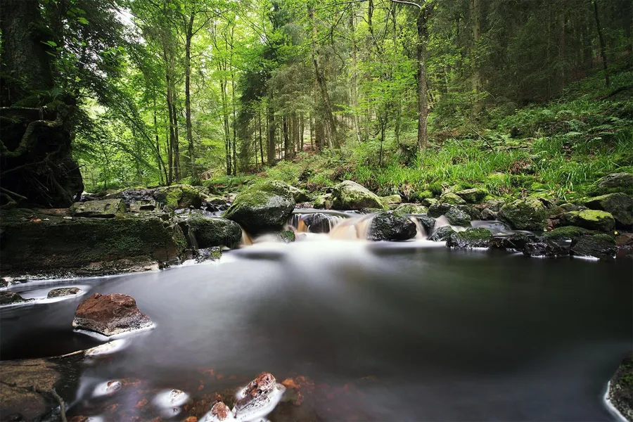 Une petite cascade de la Hoëgne coule entre des rochers moussus vers une large vasque, entourée d'une forêt vert tendre.