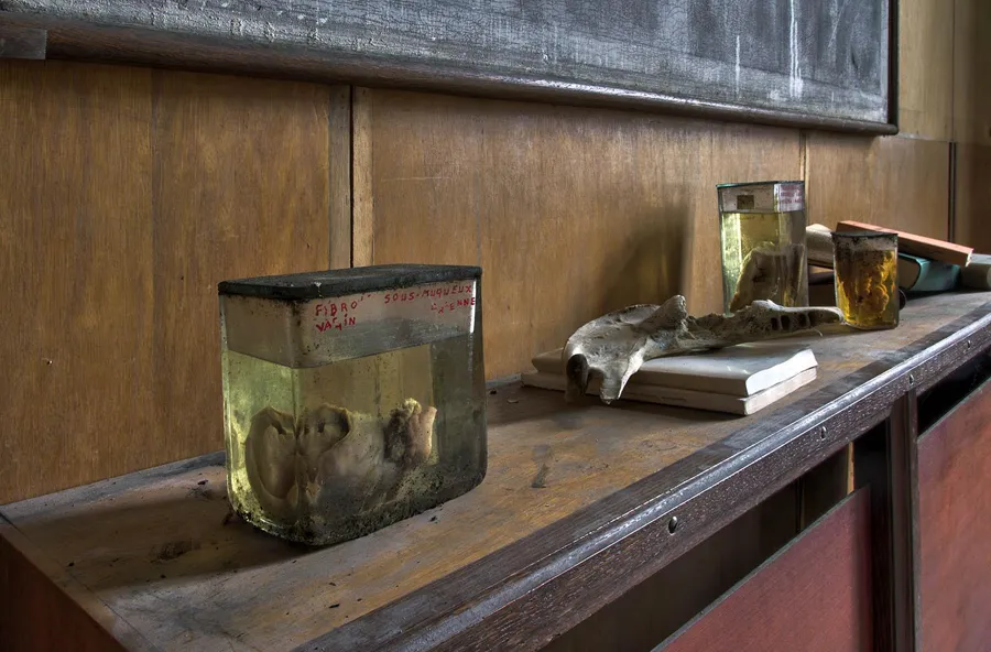 Specimen jars and an animal bone on a wooden shelf.