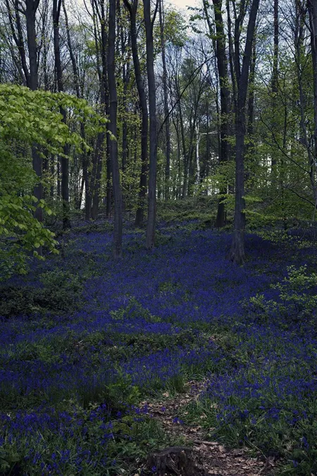 Hochformat mit einem schmalen Streifen Falllaub zwischen blauen Blüten und einem schlanken jungen Baum in der Mitte zwischen den Stämmen.