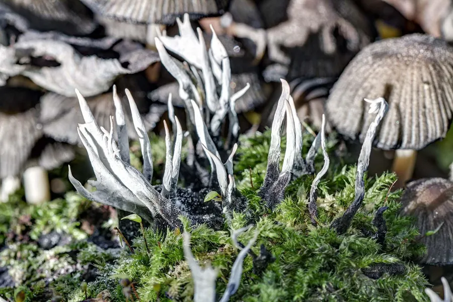 Fines fructifications noires ramifiées aux pointes blanches parmi la mousse, avec des chapeaux gris-brun à l’arrière-plan.