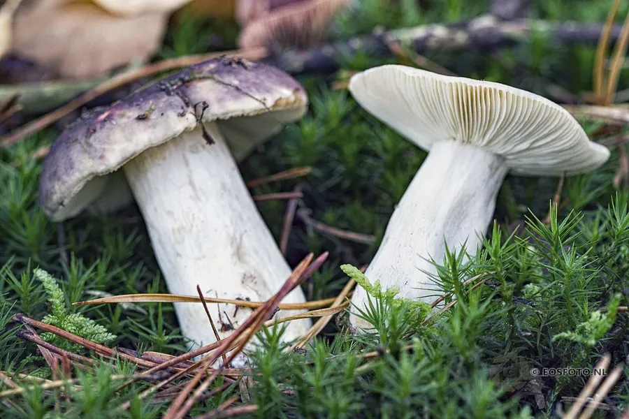 Deux champignons robustes parmi la mousse verte et les aiguilles de pin ; un chapeau brun violacé à gauche, des lamelles blanches visibles à droite.