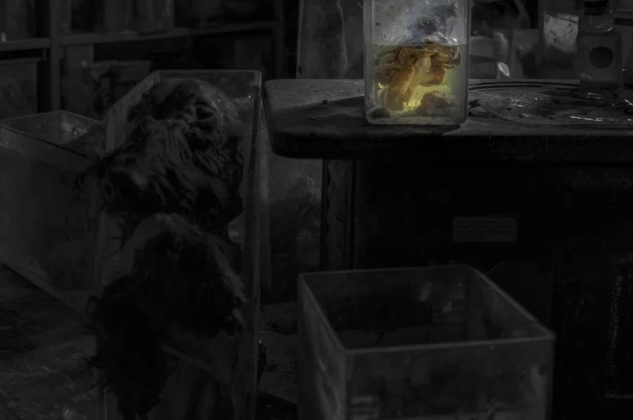 Dark animal specimen before glass containers, in black and white.