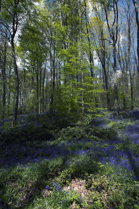 Waldaufnahme im Hochformat mit einem frisch austreibenden jungen Baum und langen Schatten über blauen Blüten und Falllaub.