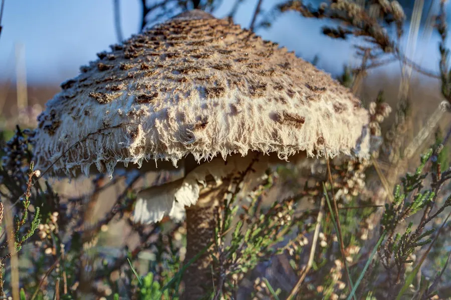 Grand champignon au large chapeau brun couvert de mèches, parmi des tiges de bruyère sur fond de ciel bleu.