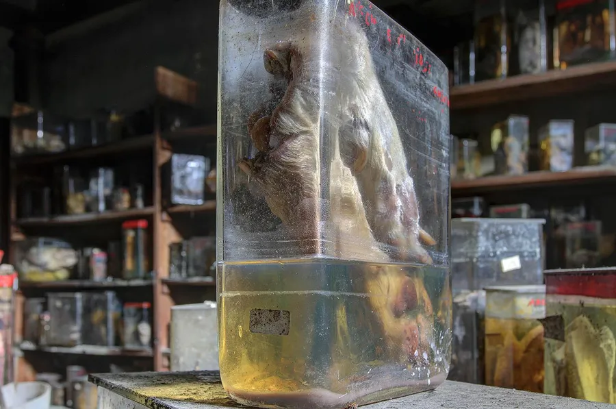 Tall glass vessel with an animal specimen and yellowish liquid.