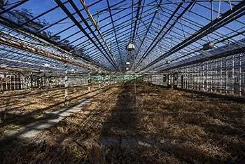 Long glasshouse with many heating pipes above dry plant remains.