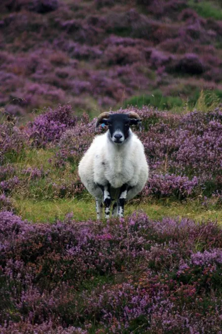 Weißes Schaf mit schwarzem Kopf in dicht blühender violetter Heide.
