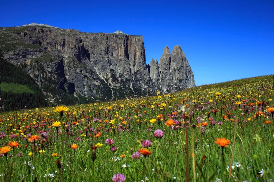 Prado de verano lleno de flores amarillas y rosas bajo la pared y las torres rocosas del Schlern.