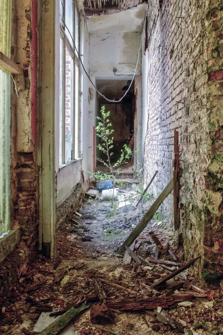 Overgrown passage with an open window and bare brick wall.