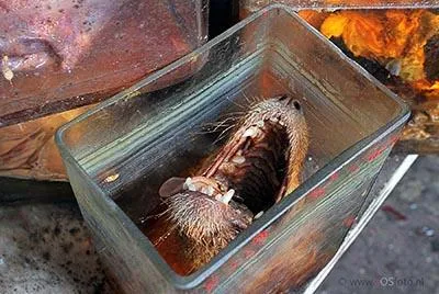 Preserved animal head with open mouth in a rectangular glass container.