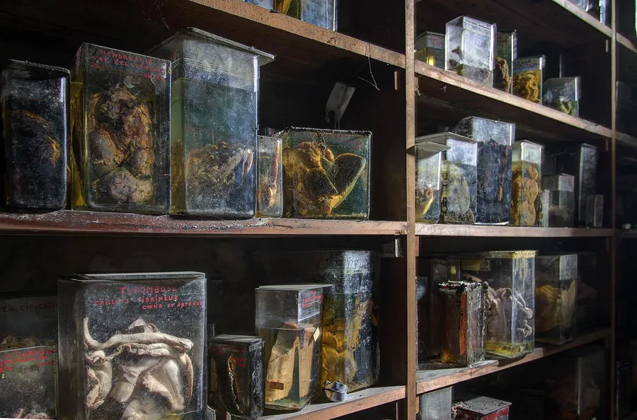 Wooden shelves filled with glass containers of animal specimens.