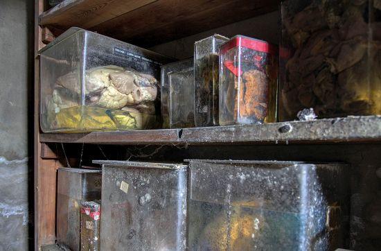 Tarros con especímenes en baldas de madera polvorientas