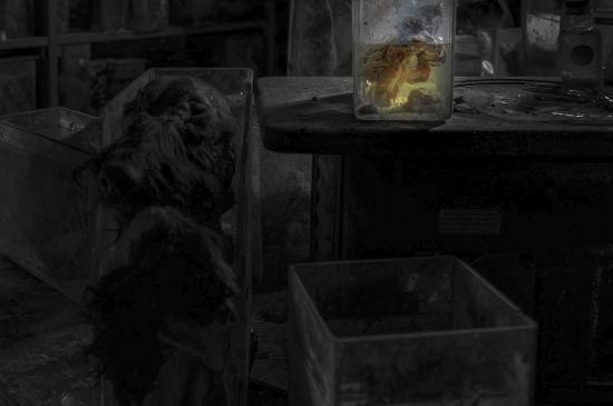 Sótano oscuro con un espécimen animal conservado en un tarro